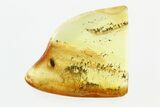 Fossil Soft-Bodied Plant Beetle (Artematopodidae) in Baltic Amber #270579-2